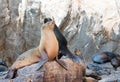 California Sea Lions on La Lobera the Sea Lion colony rock at Lands End in Cabo San Lucas